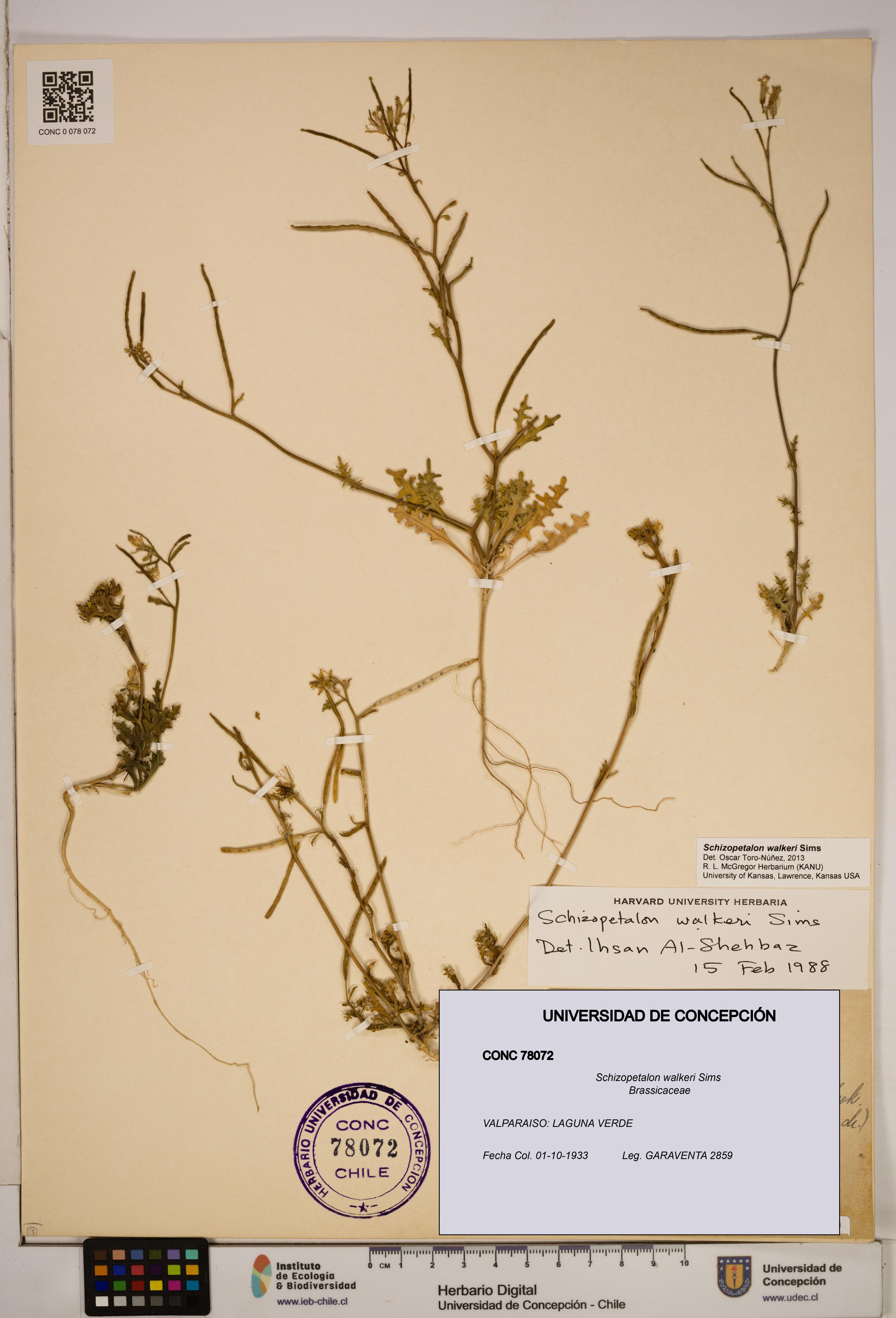Schizopetalon walkeri [Espécimen: ]