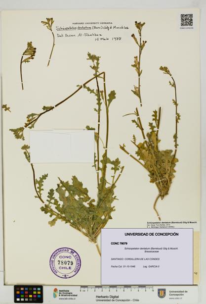 Schizopetalon dentatum [Espécimen: UDEC:CONC:0078079]