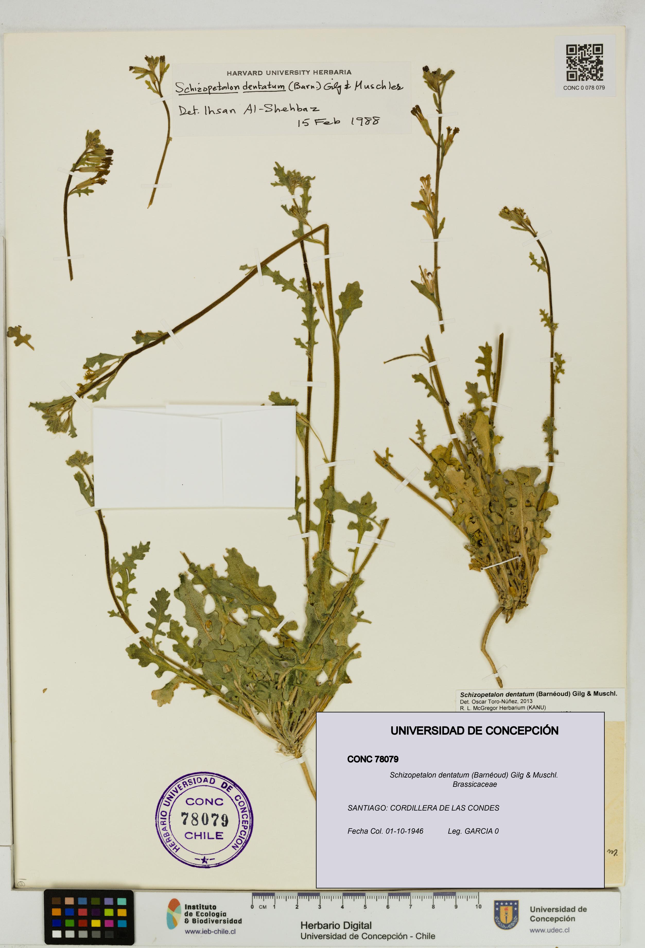 Schizopetalon dentatum [Espécimen: UDEC:CONC:0078079]