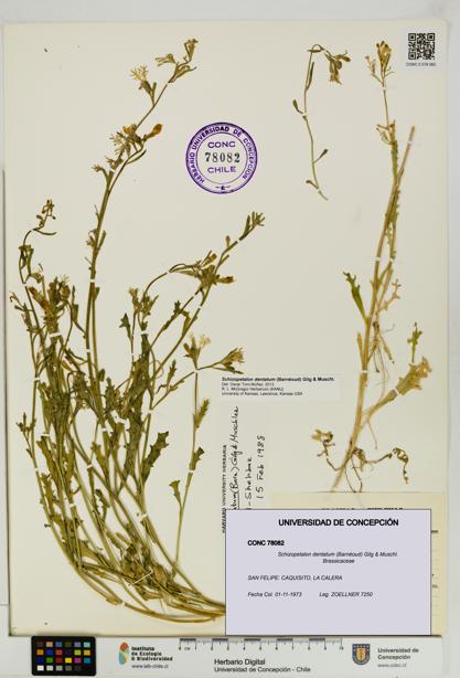 Schizopetalon dentatum [Espécimen: UDEC:CONC:0078082]