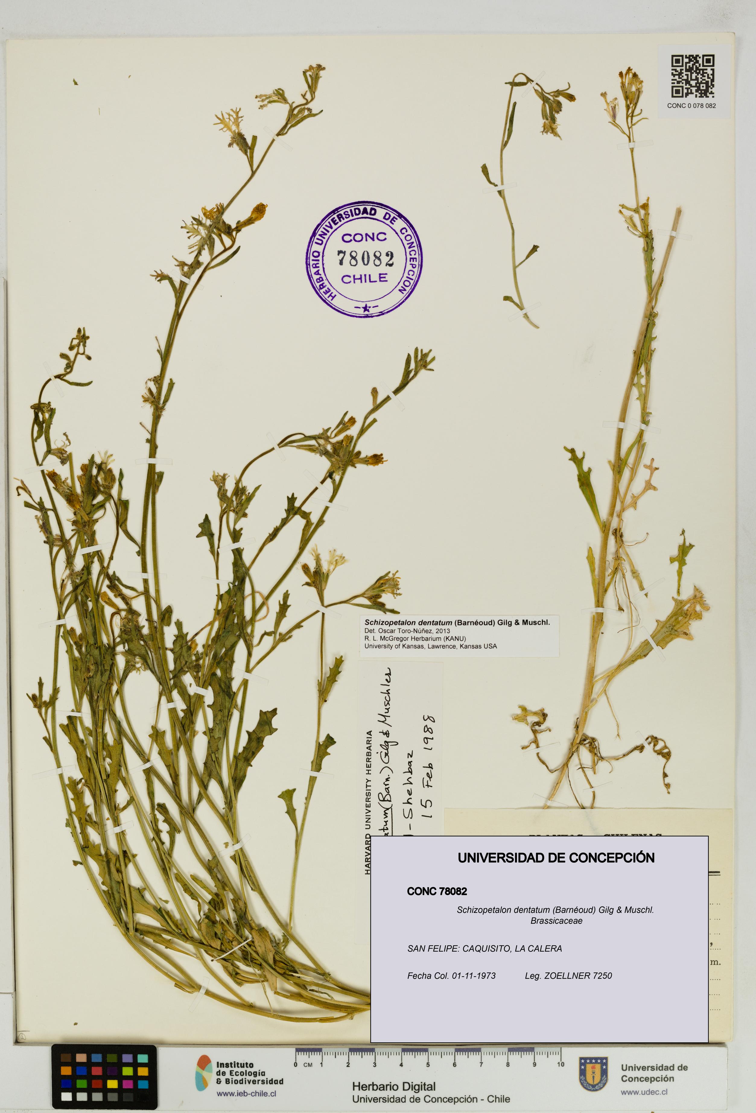 Schizopetalon dentatum [Espécimen: UDEC:CONC:0078082]