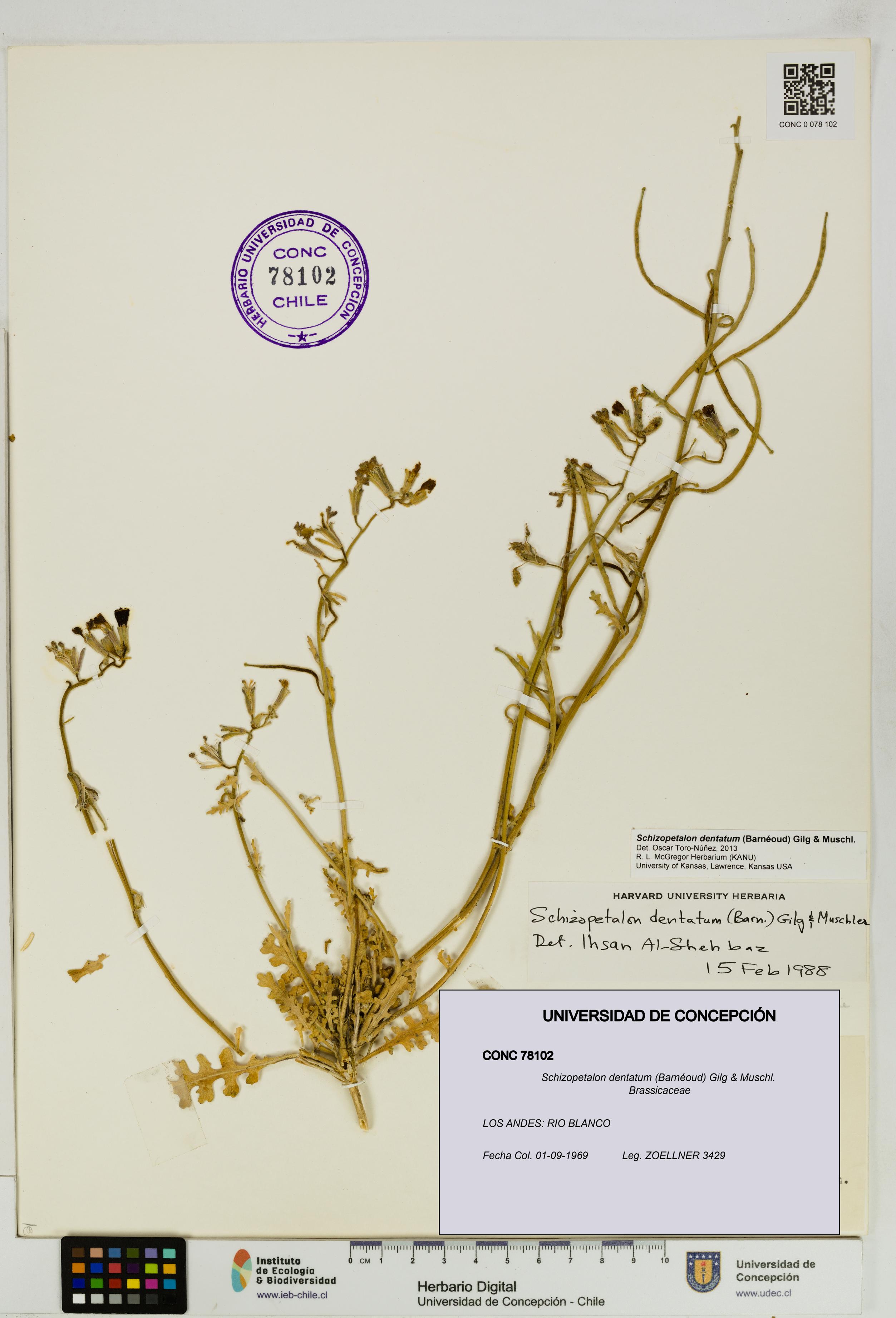 Schizopetalon dentatum [Espécimen: UDEC:CONC:0078102]