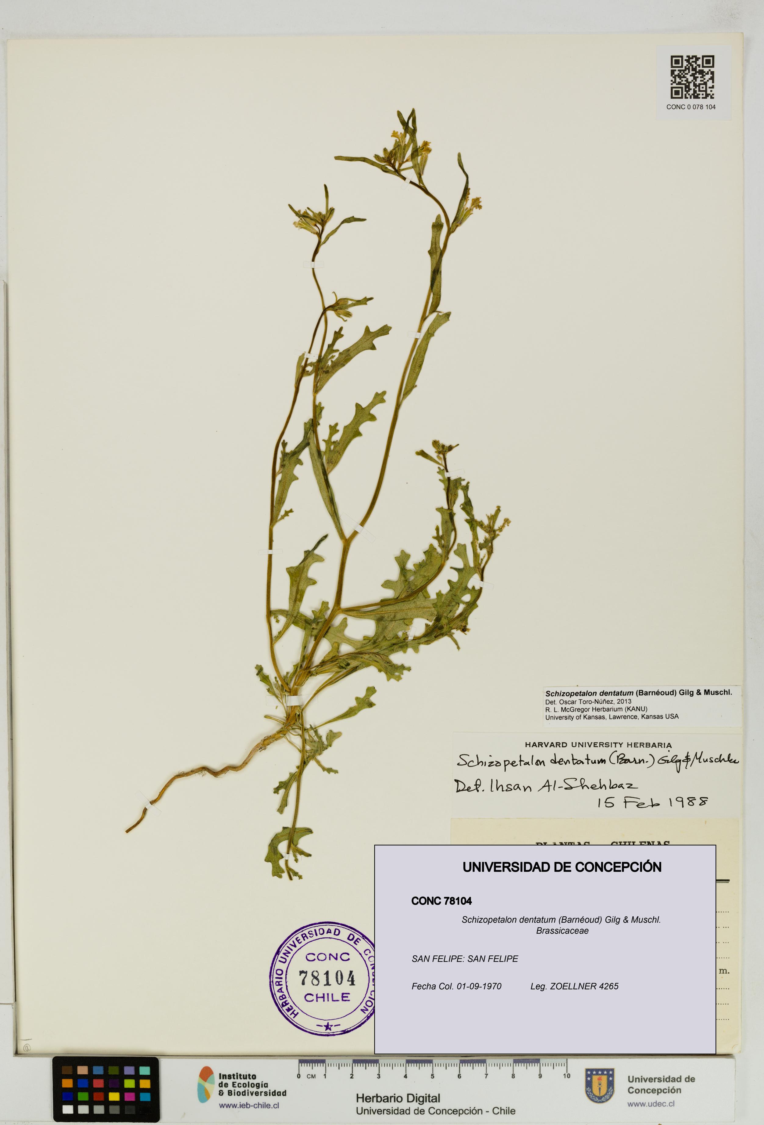 Schizopetalon dentatum [Espécimen: UDEC:CONC:0078104]