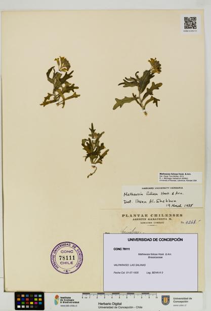 Mathewsia foliosa [Espécimen: UDEC:CONC:0078111]
