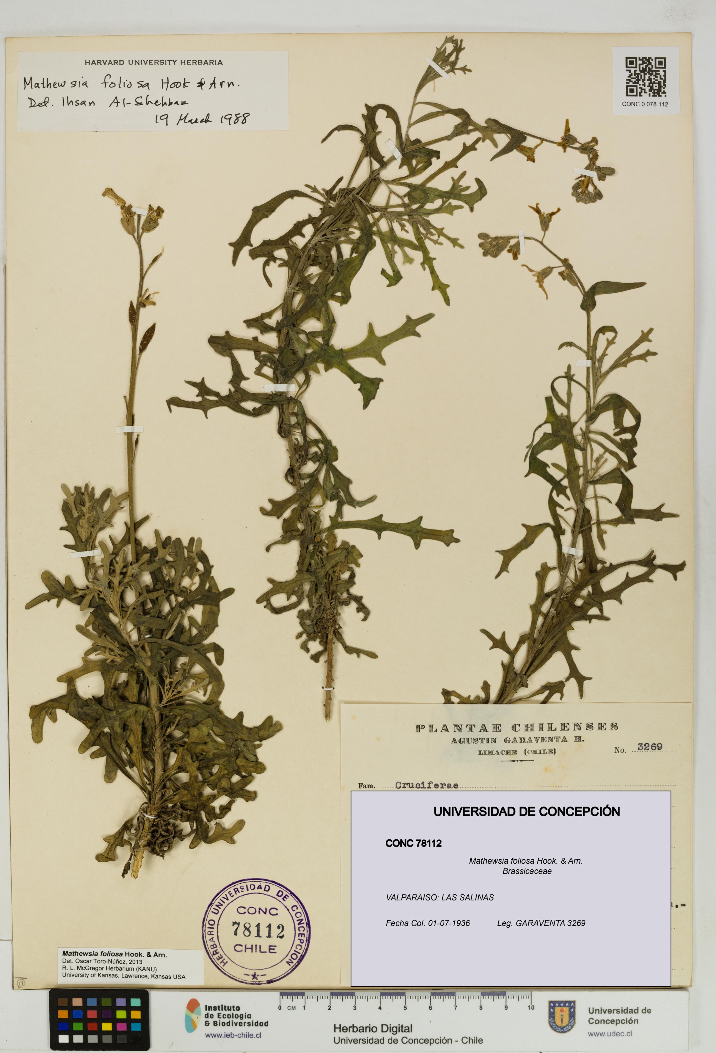 Mathewsia foliosa [Espécimen: UDEC:CONC:0078112]