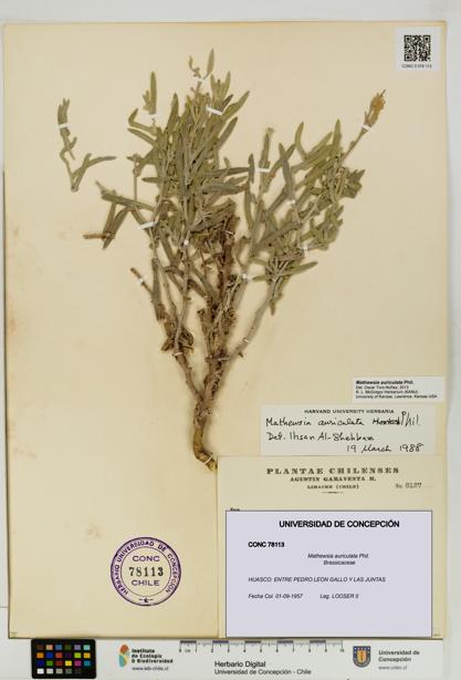 Mathewsia auriculata [Espécimen: UDEC:CONC:0078113]