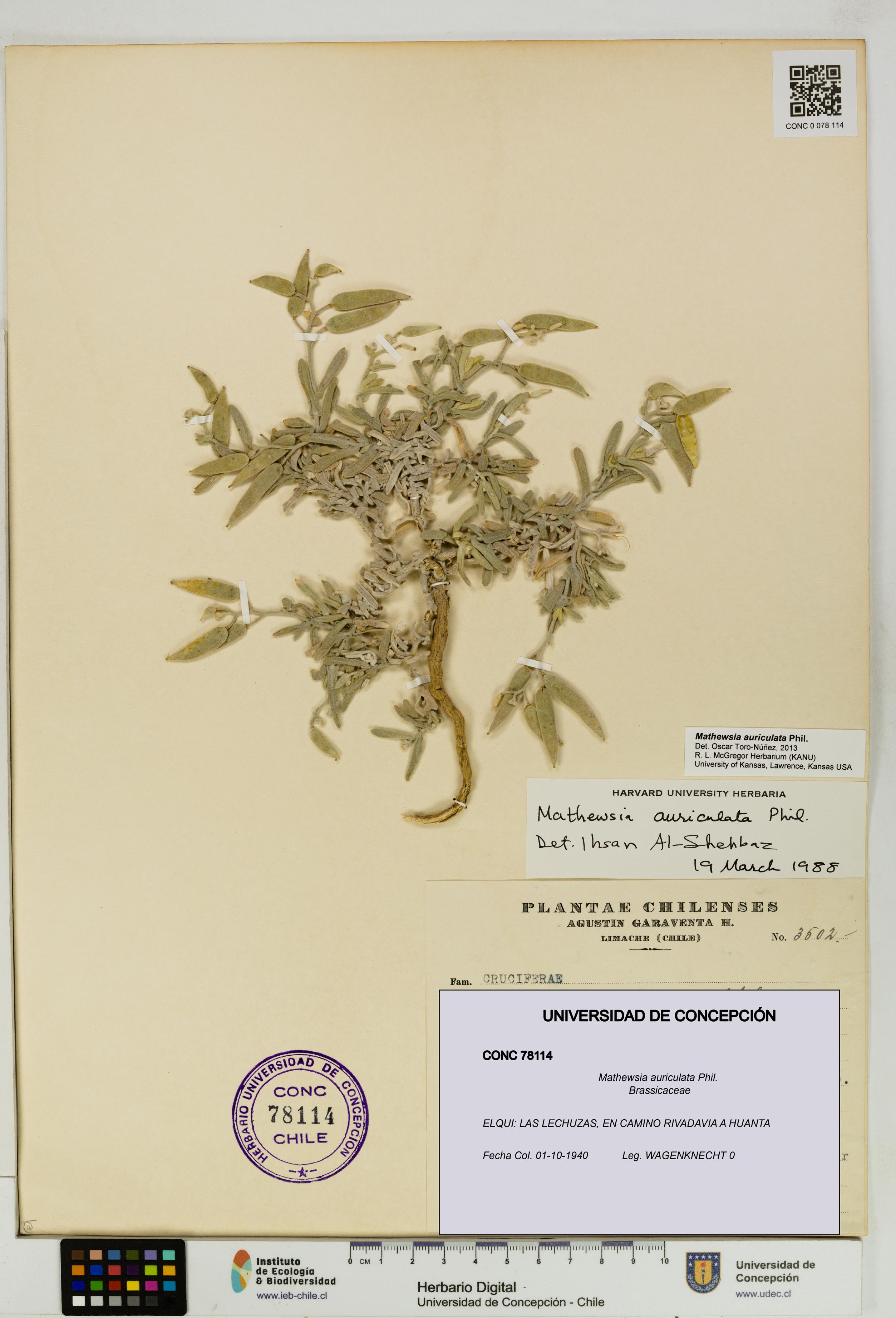 Mathewsia auriculata [Espécimen: UDEC:CONC:0078114]