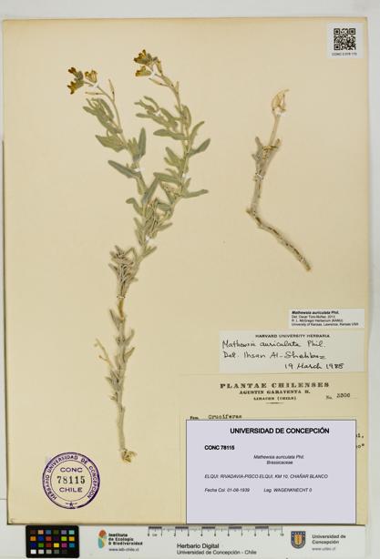 Mathewsia auriculata [Espécimen: UDEC:CONC:0078115]