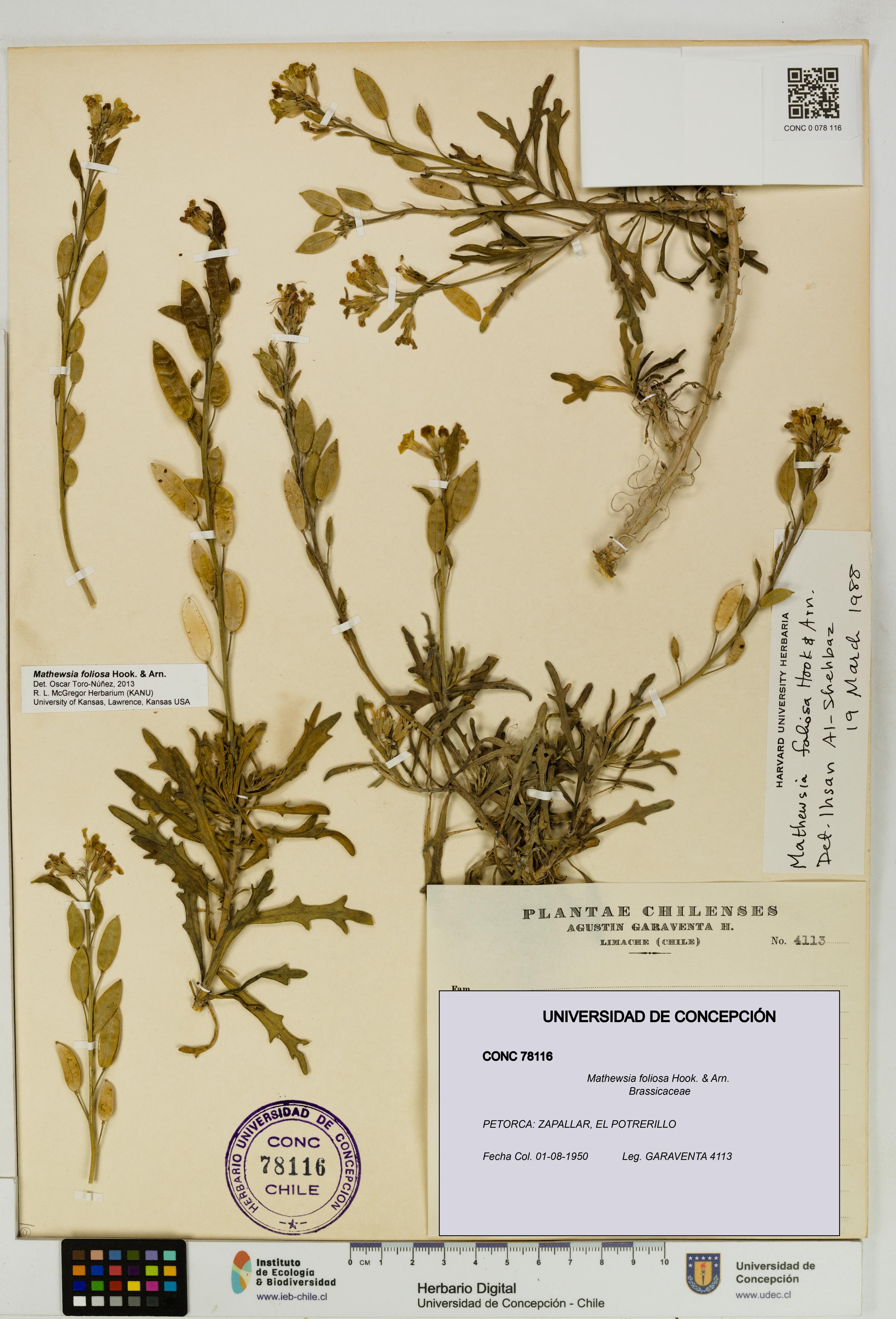 Mathewsia foliosa [Espécimen: UDEC:CONC:0078116]