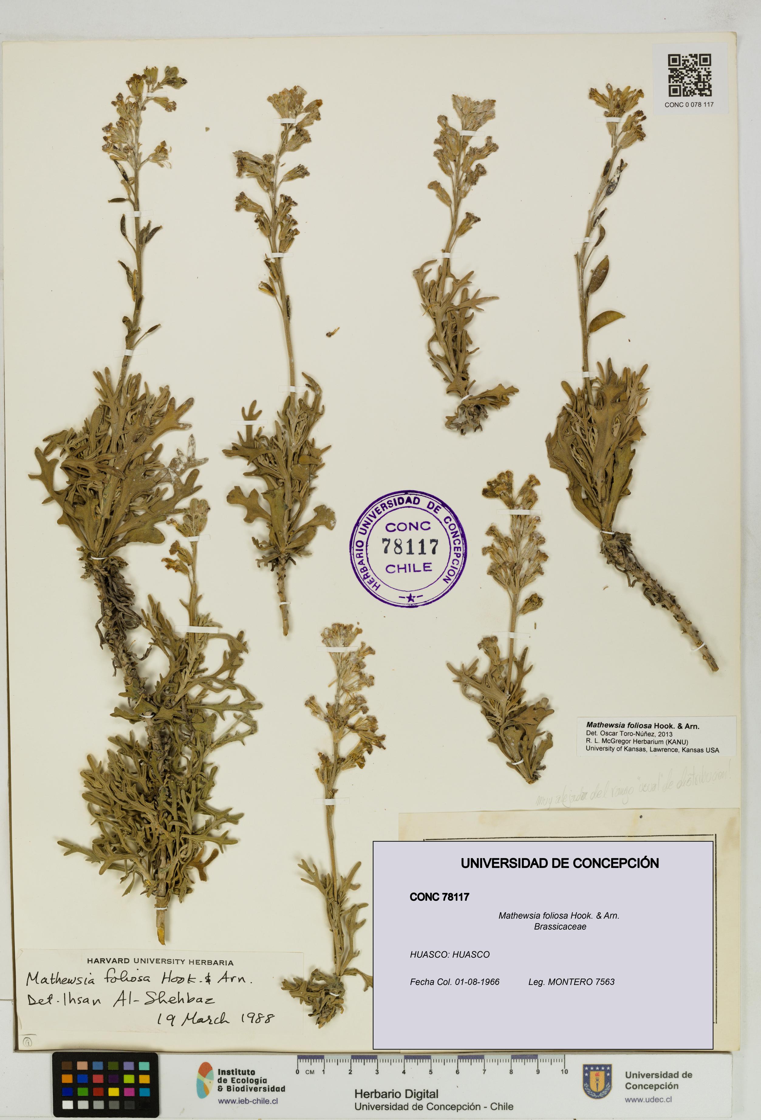 Mathewsia foliosa [Espécimen: UDEC:CONC:0078117]