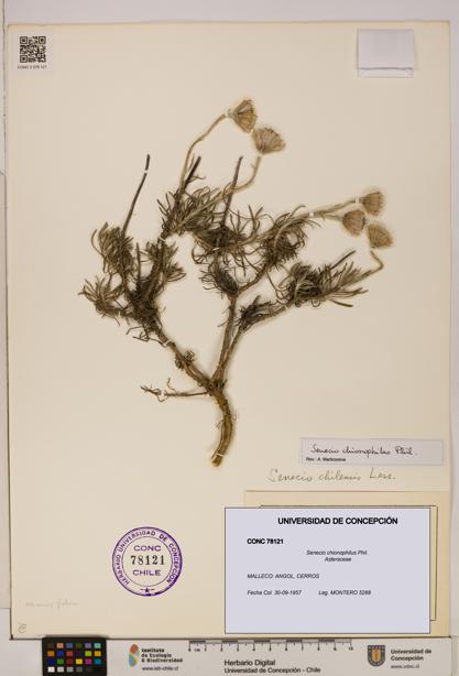 Senecio chionophilus [Espécimen: UDEC:CONC:0078121]