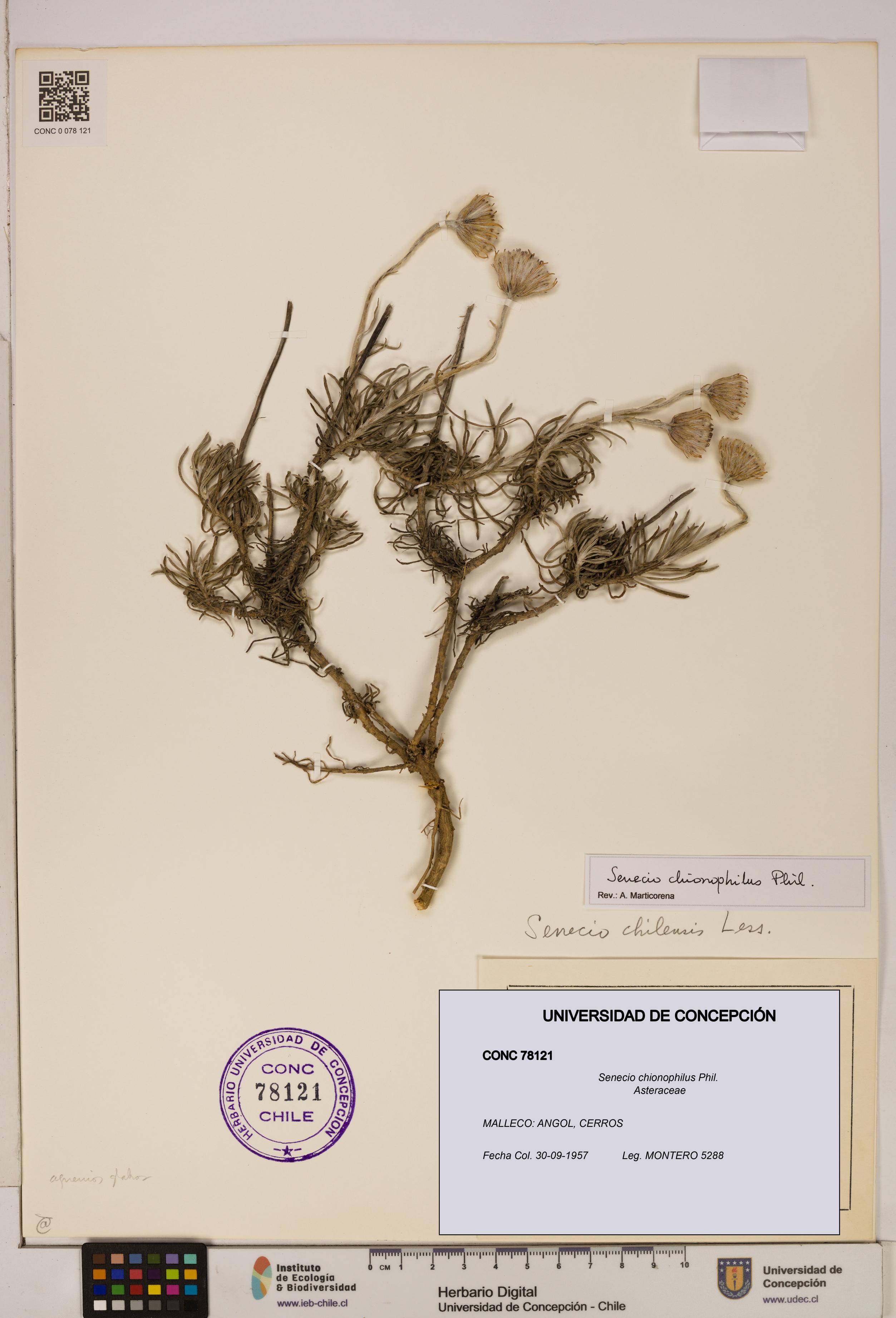 Senecio chionophilus [Espécimen: UDEC:CONC:0078121]