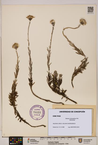 Senecio chionophilus [Espécimen: UDEC:CONC:0078122]