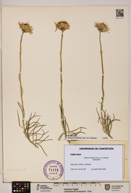 Senecio chilensis var. chilensis [Espécimen: UDEC:CONC:0078123]