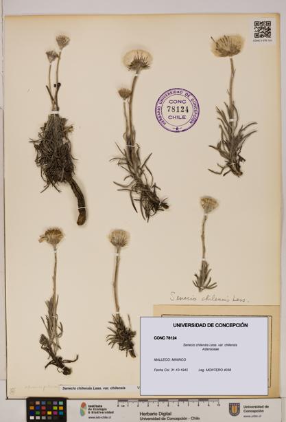 Senecio chilensis var. chilensis [Espécimen: UDEC:CONC:0078124]