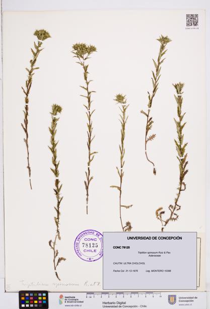Triptilion spinosum [Espécimen: ]