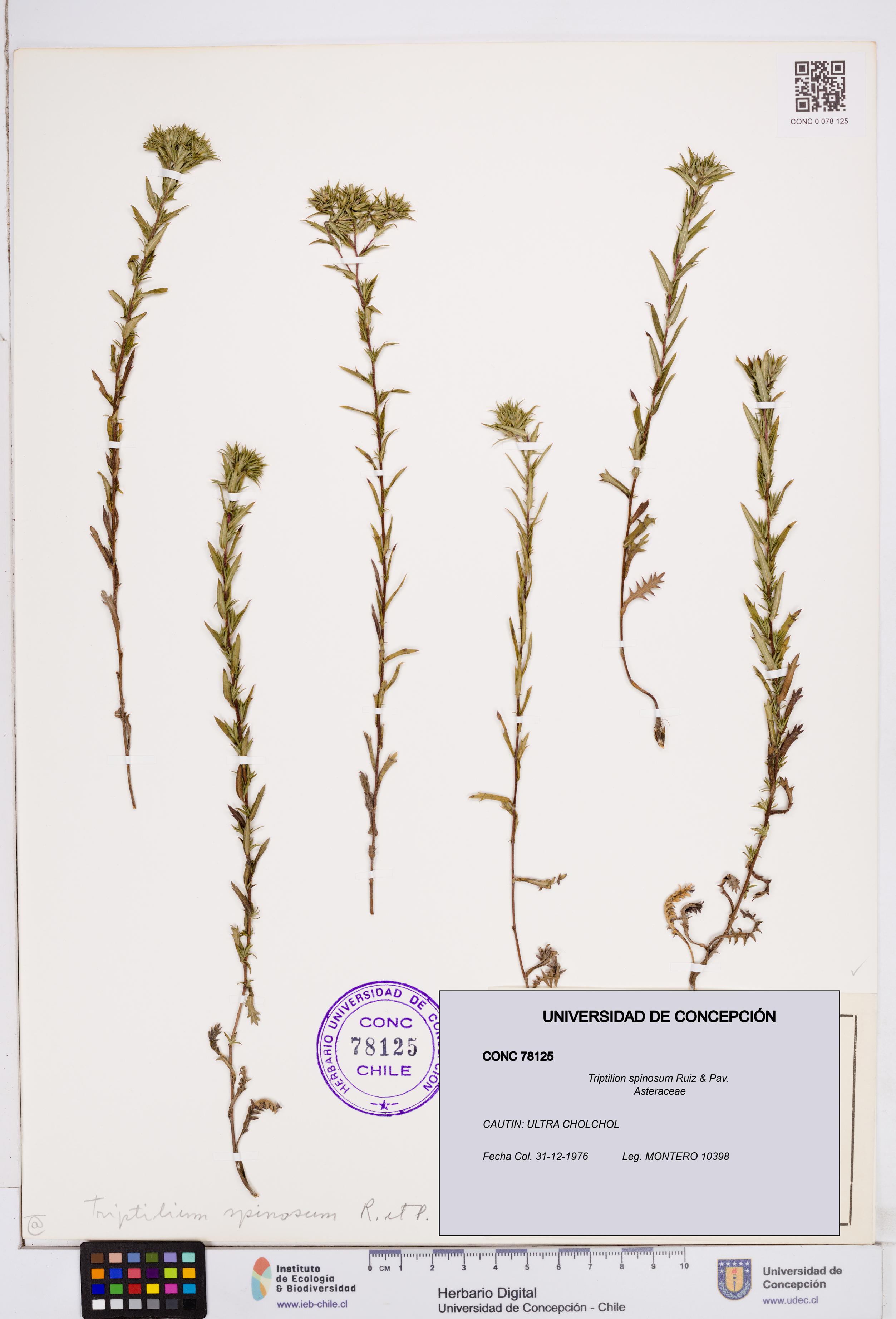Triptilion spinosum [Espécimen: ]