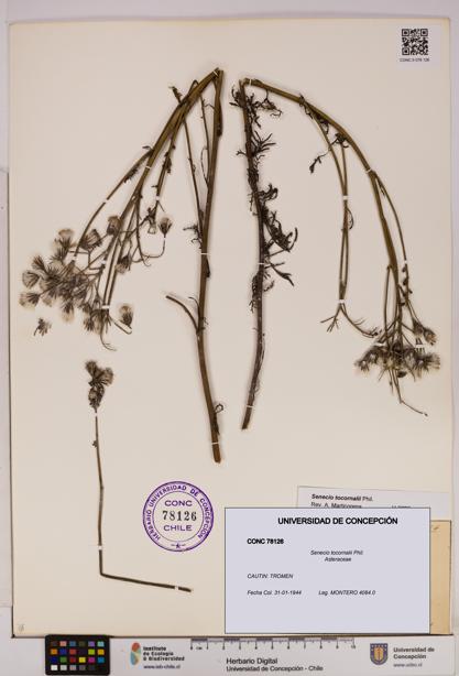 Senecio tocornalii [Espécimen: UDEC:CONC:0078126]