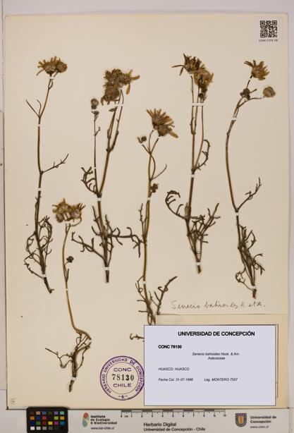 Senecio bahioides [Espécimen: UDEC:CONC:0078130]