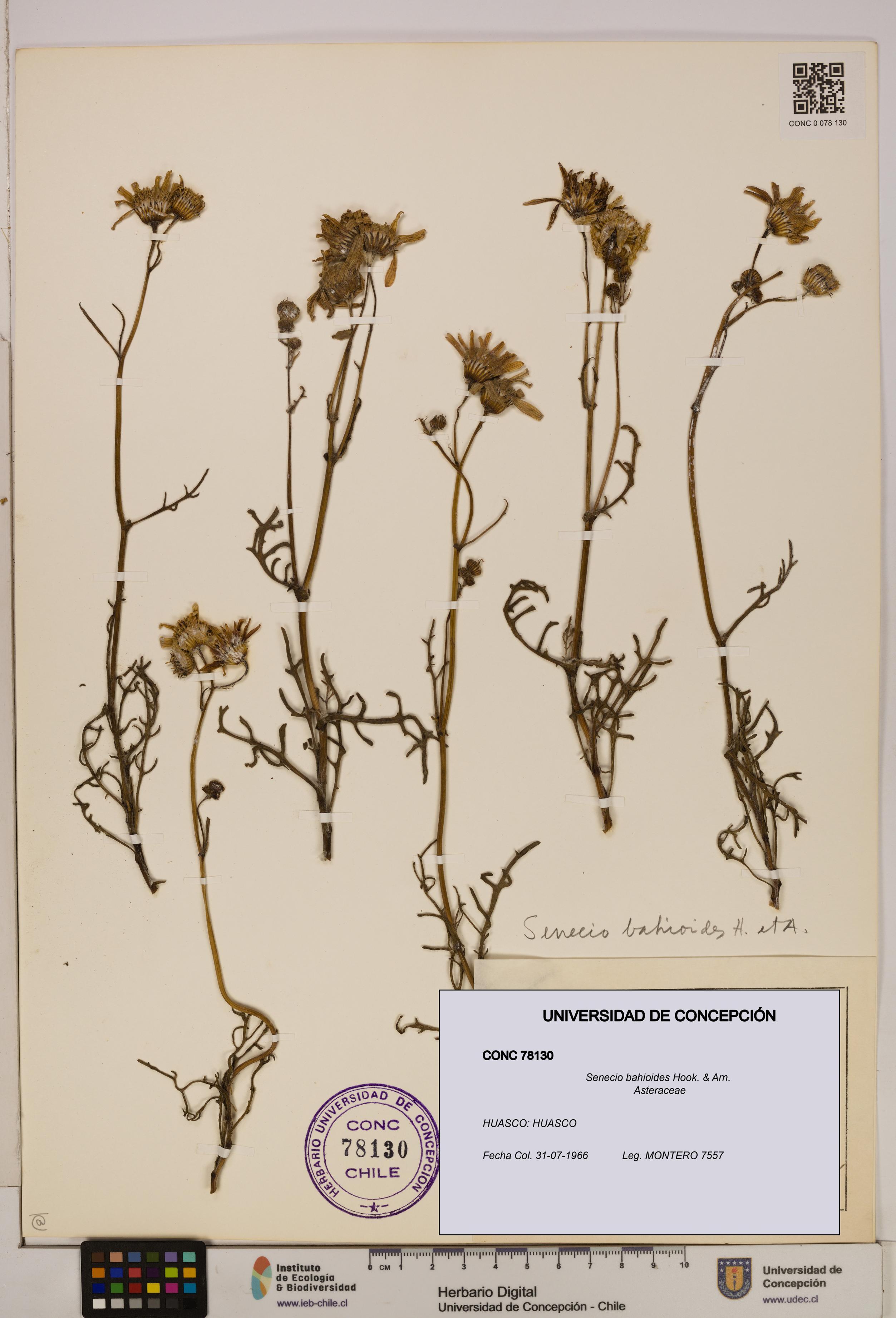 Senecio bahioides [Espécimen: UDEC:CONC:0078130]