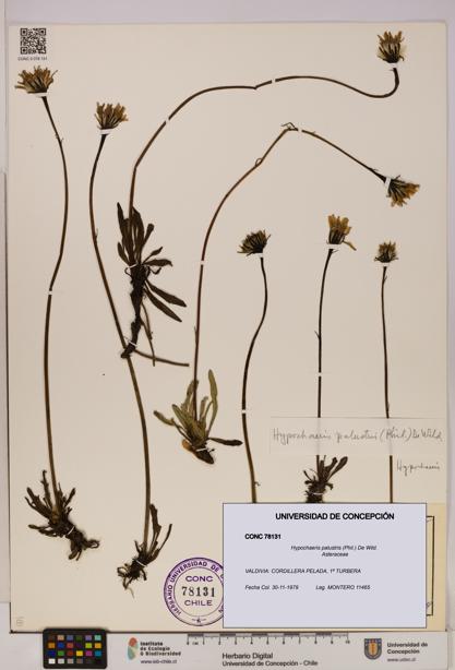 Hypochaeris palustris [Espécimen: UDEC:CONC:0078131]