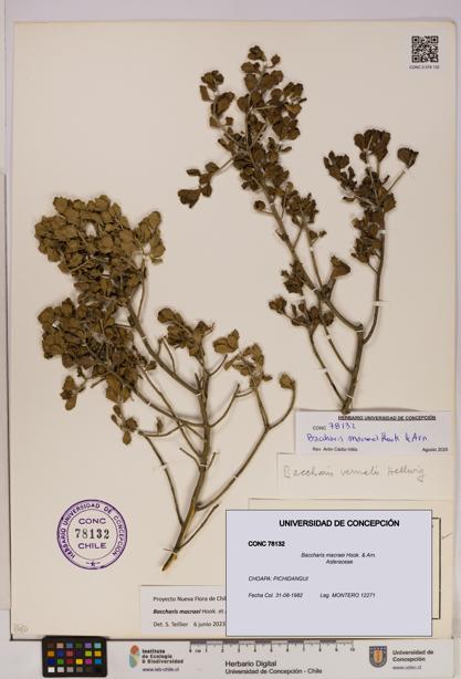 Baccharis macraei [Espécimen: UDEC:CONC:0078132]