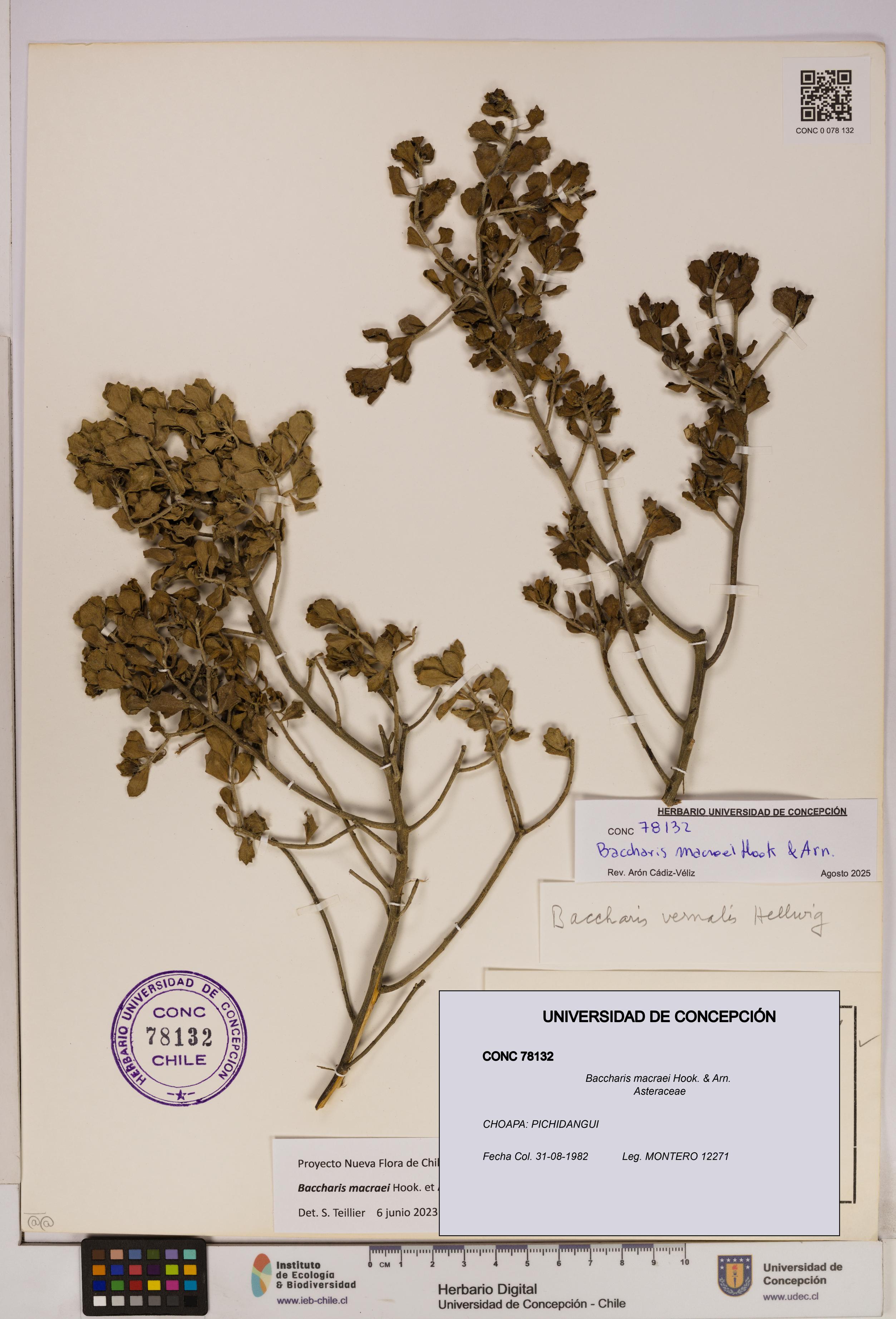 Baccharis macraei [Espécimen: UDEC:CONC:0078132]