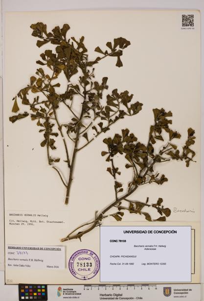 Baccharis vernalis [Espécimen: UDEC:CONC:0078133]