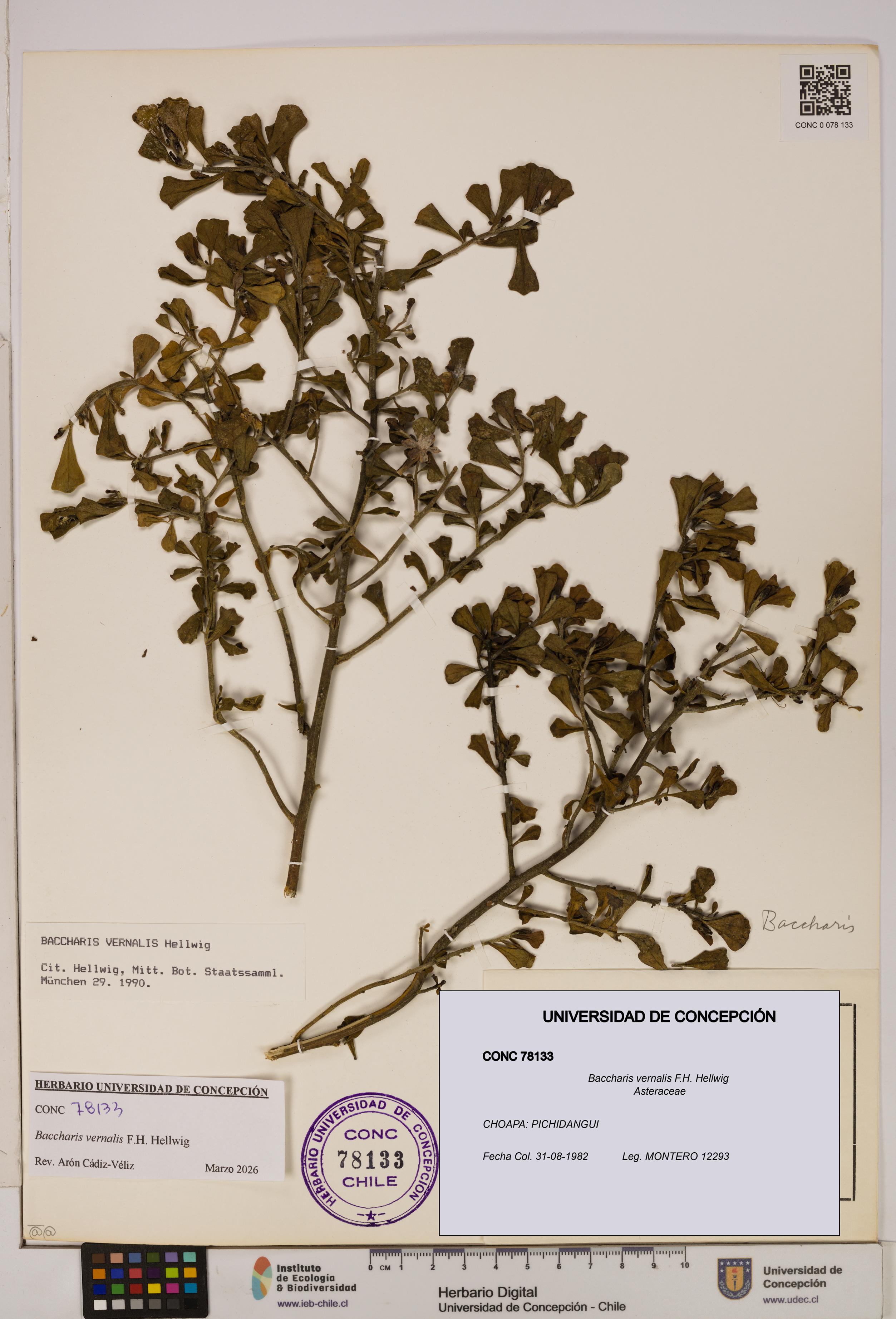 Baccharis vernalis [Espécimen: UDEC:CONC:0078133]