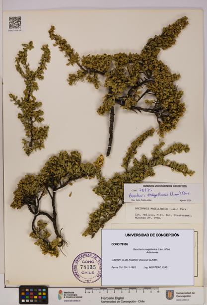 Baccharis magellanica [Espécimen: UDEC:CONC:0078135]