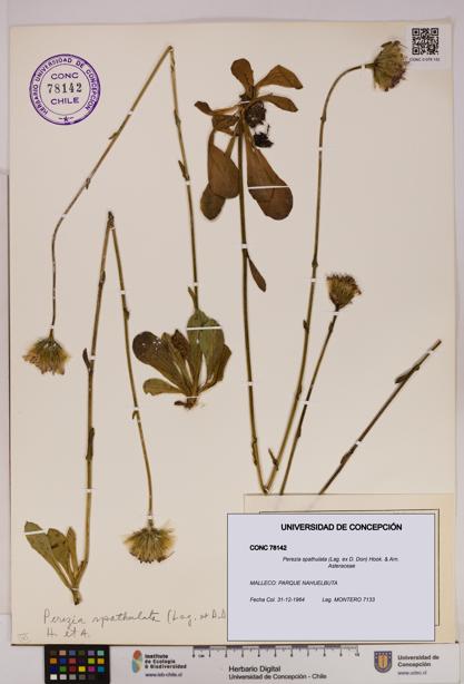 Perezia spathulata [Espécimen: UDEC:CONC:0078142]