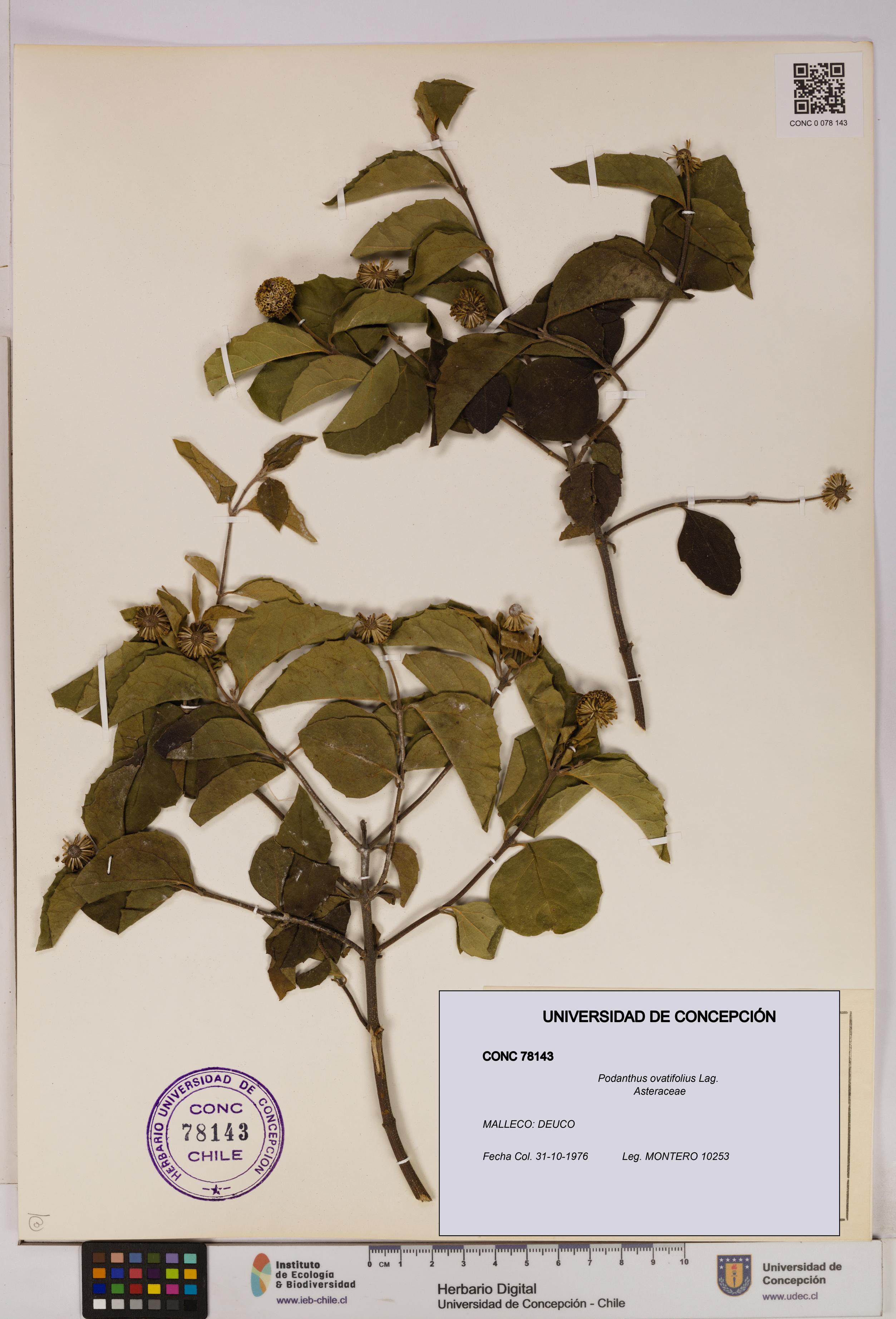 Podanthus ovatifolius [Espécimen: ]