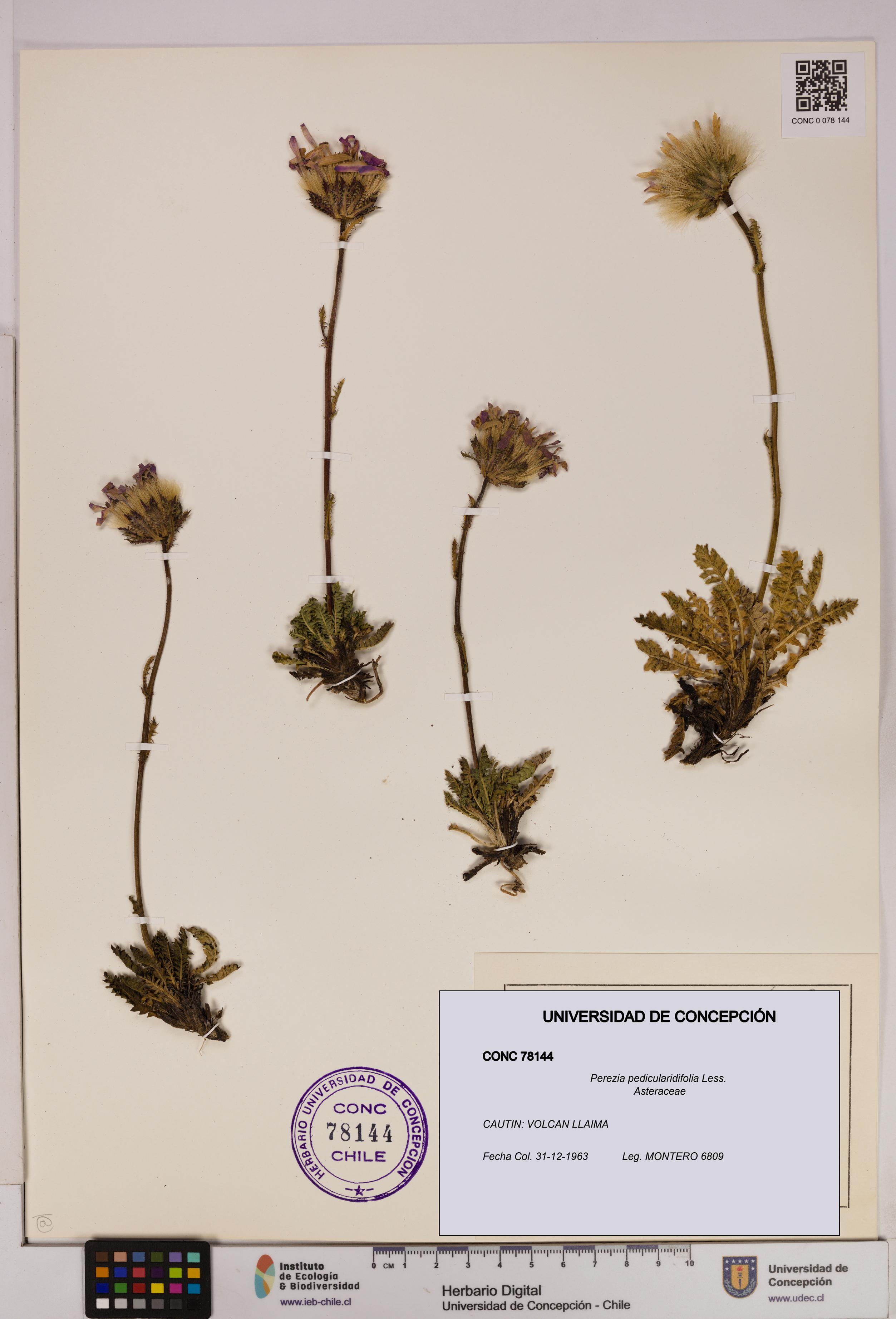 Perezia pedicularidifolia [Espécimen: UDEC:CONC:0078144]