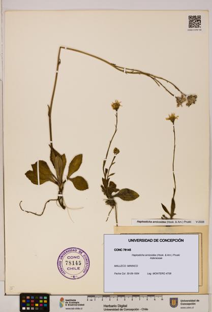 Haplosticha arnicoides [Espécimen: UDEC:CONC:0078145]