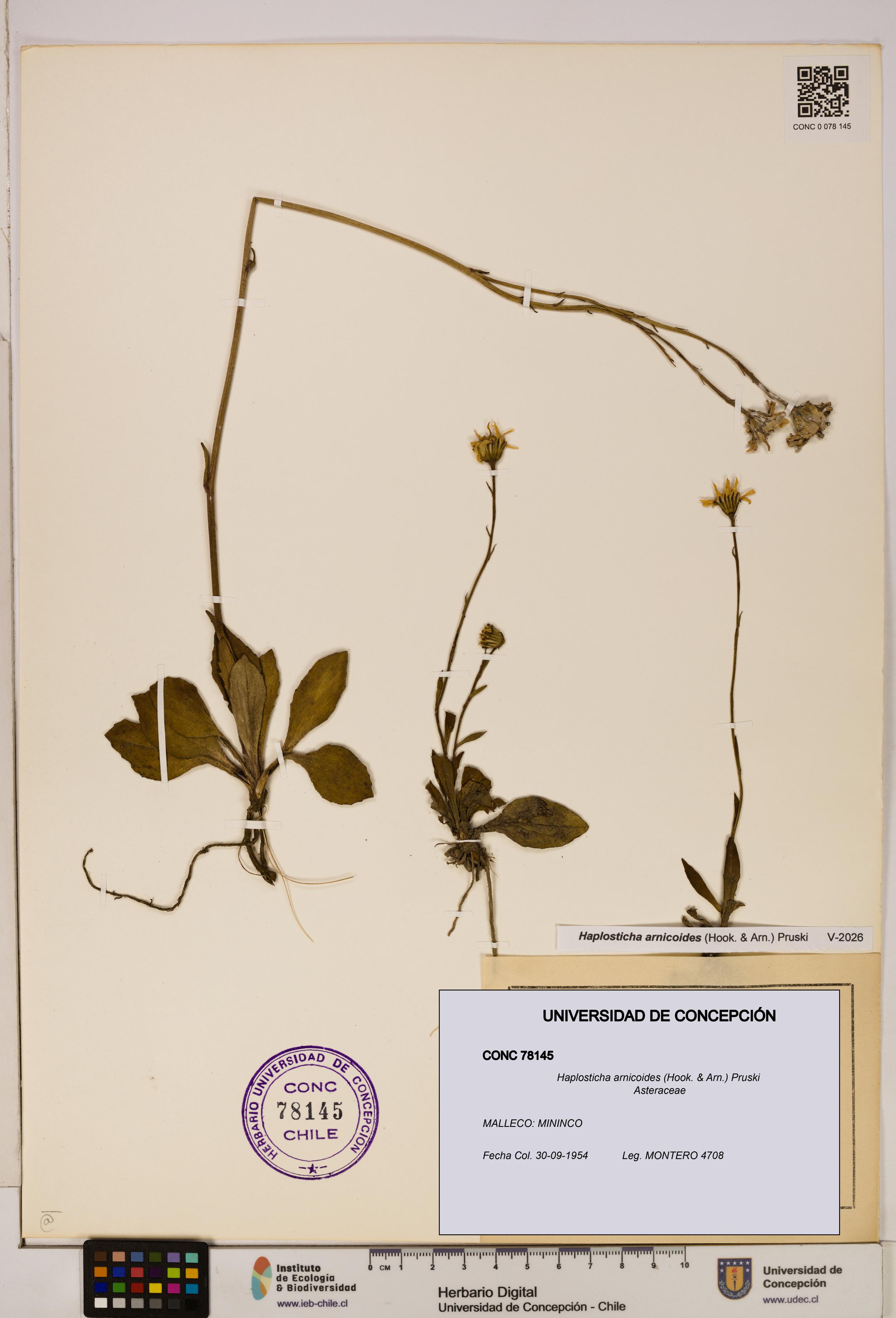 Haplosticha arnicoides [Espécimen: UDEC:CONC:0078145]