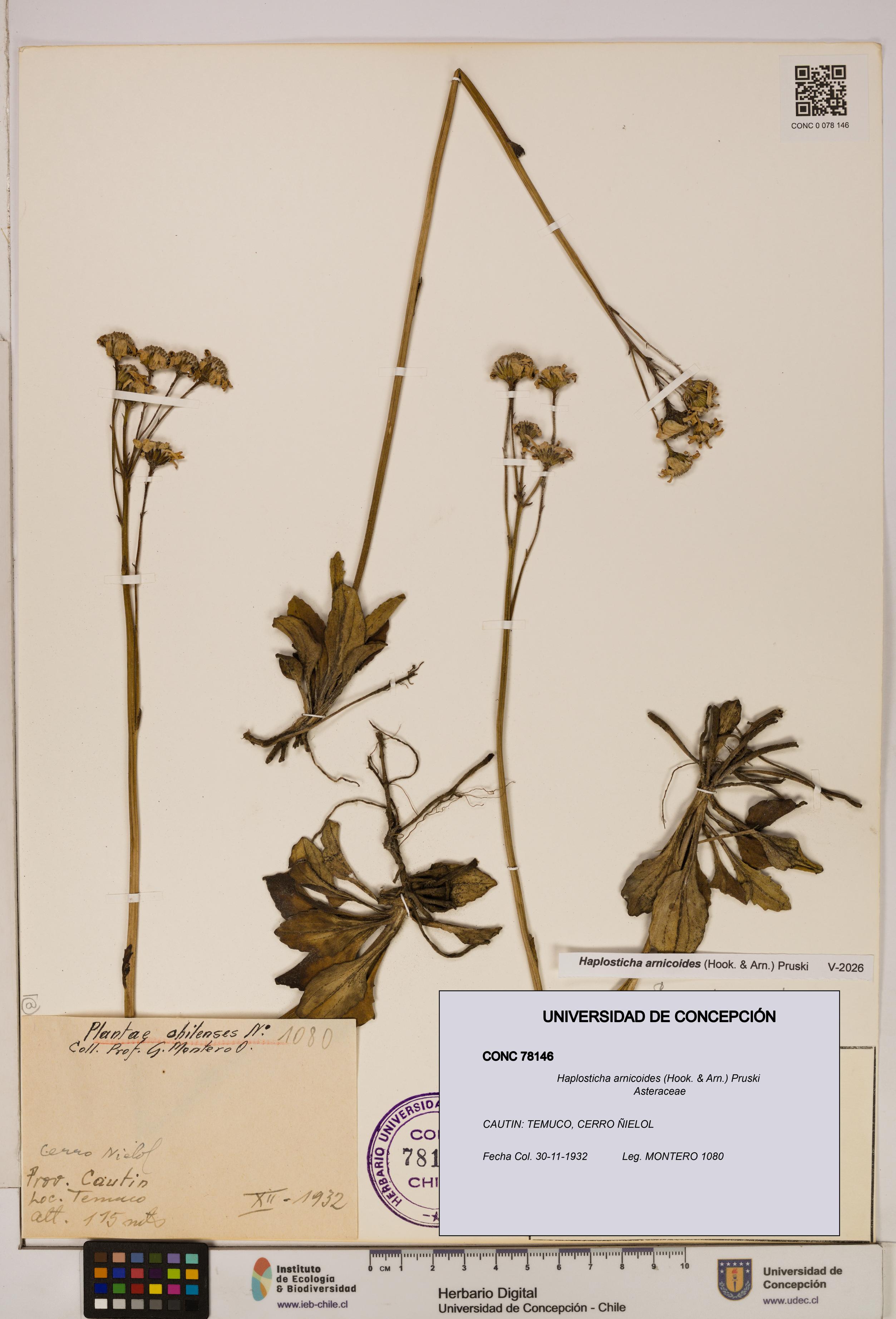 Haplosticha arnicoides [Espécimen: UDEC:CONC:0078146]