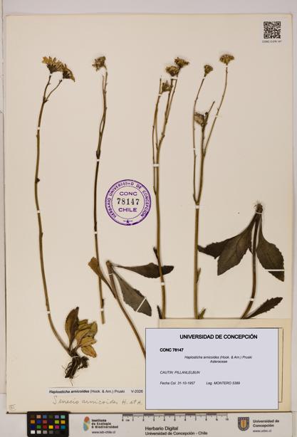 Haplosticha arnicoides [Espécimen: UDEC:CONC:0078147]