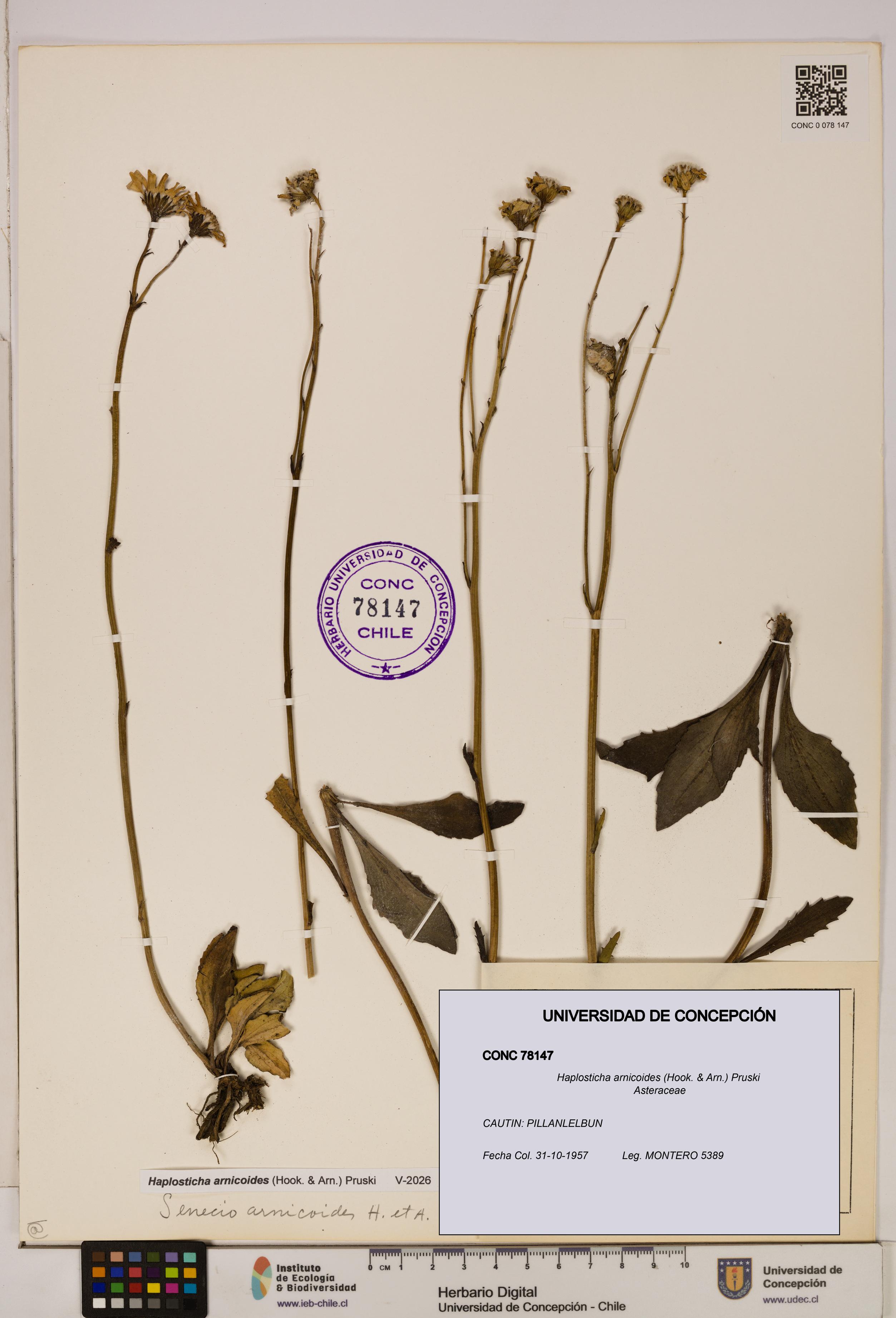 Haplosticha arnicoides [Espécimen: UDEC:CONC:0078147]