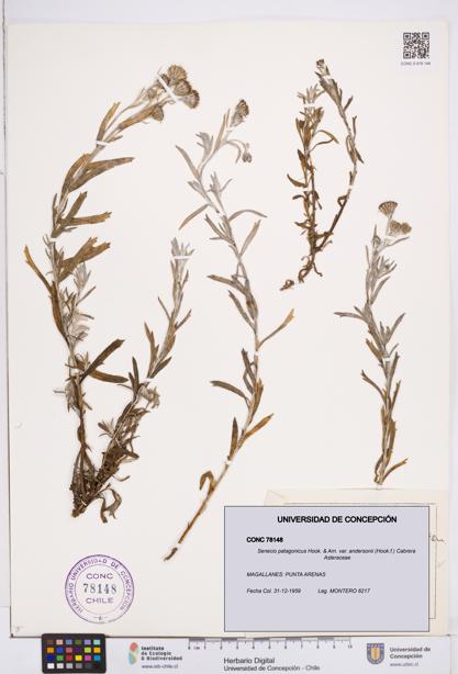 Senecio patagonicus var. andersonii [Espécimen: ]