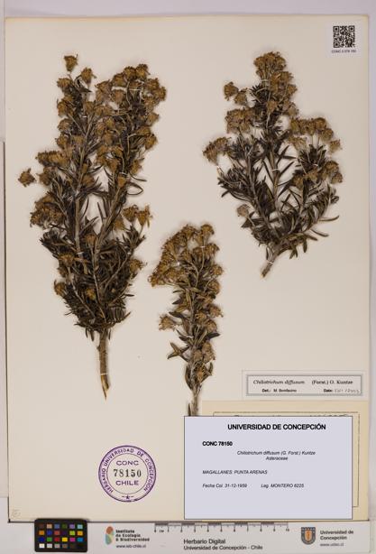 Chiliotrichum diffusum [Espécimen: UDEC:CONC:0078150]