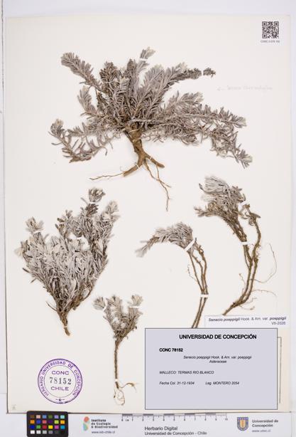 Senecio poeppigii var. poeppigii [Espécimen: ]