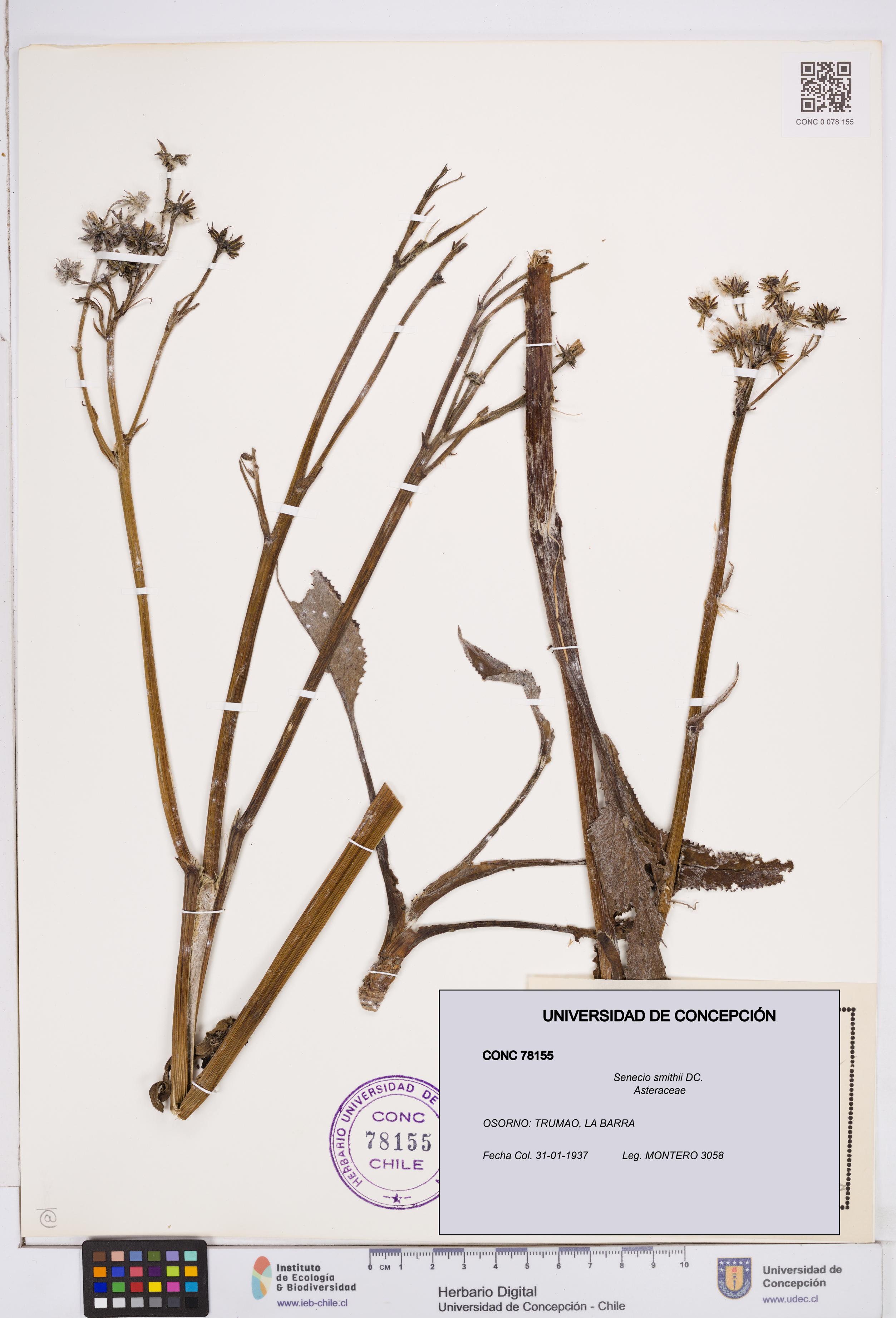 Senecio smithii [Espécimen: ]