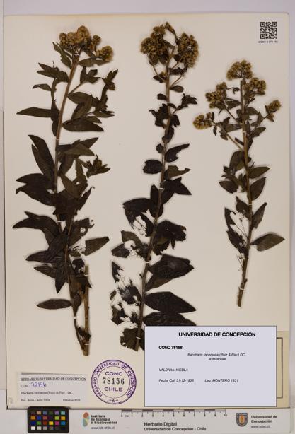 Baccharis racemosa [Espécimen: UDEC:CONC:0078156]