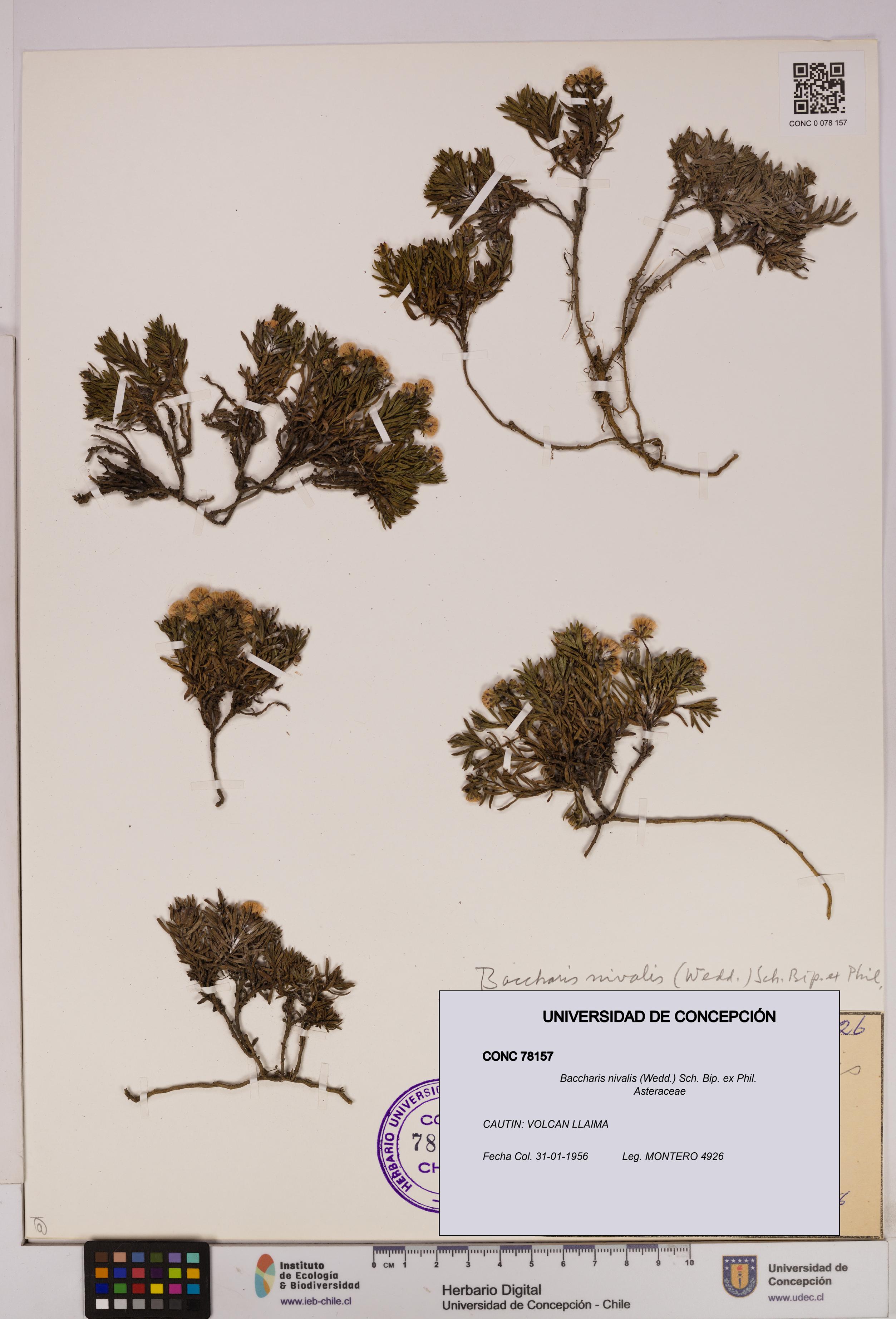 Baccharis nivalis [Espécimen: UDEC:CONC:0078157]