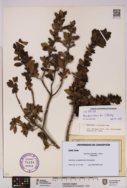 Baccharis elaeoides [Espécimen: UDEC:CONC:0078158]
