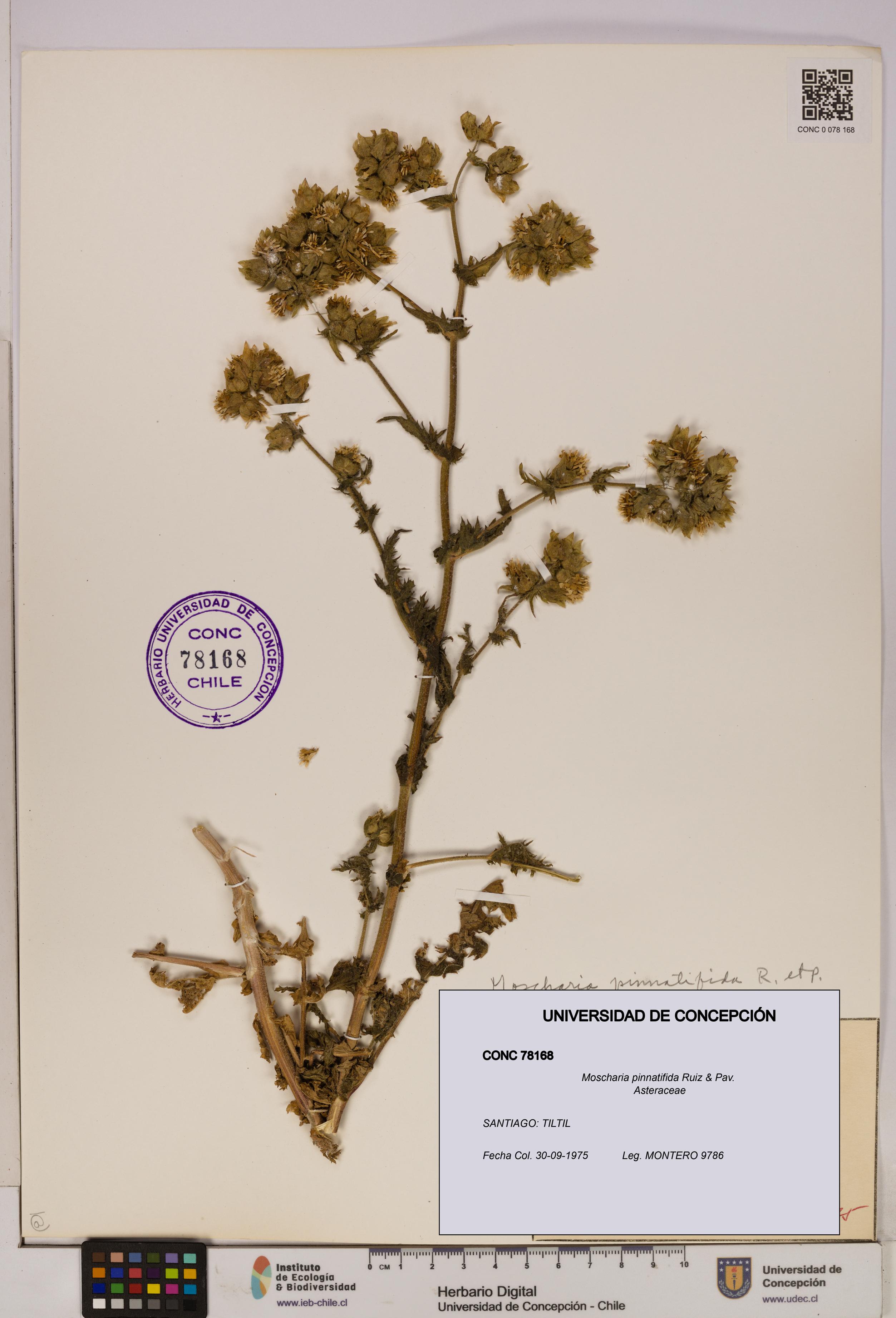 Moscharia pinnatifida [Espécimen: UDEC:CONC:0078168]