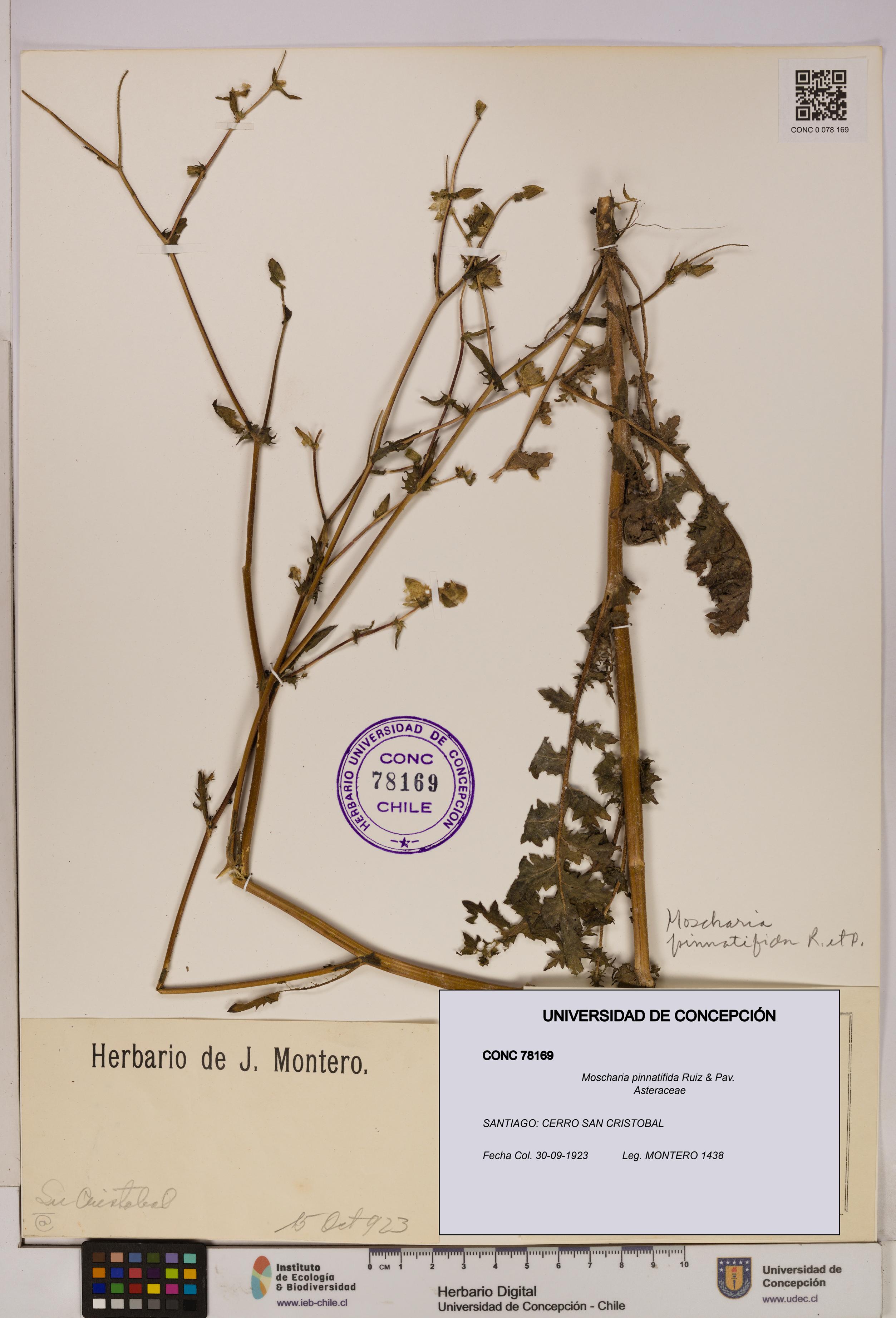 Moscharia pinnatifida [Espécimen: UDEC:CONC:0078169]
