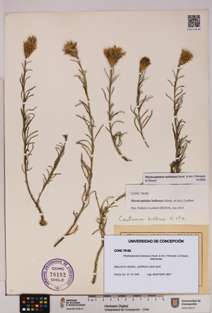 Plectocephalus bulbosus [Espécimen: UDEC:CONC:0078182]