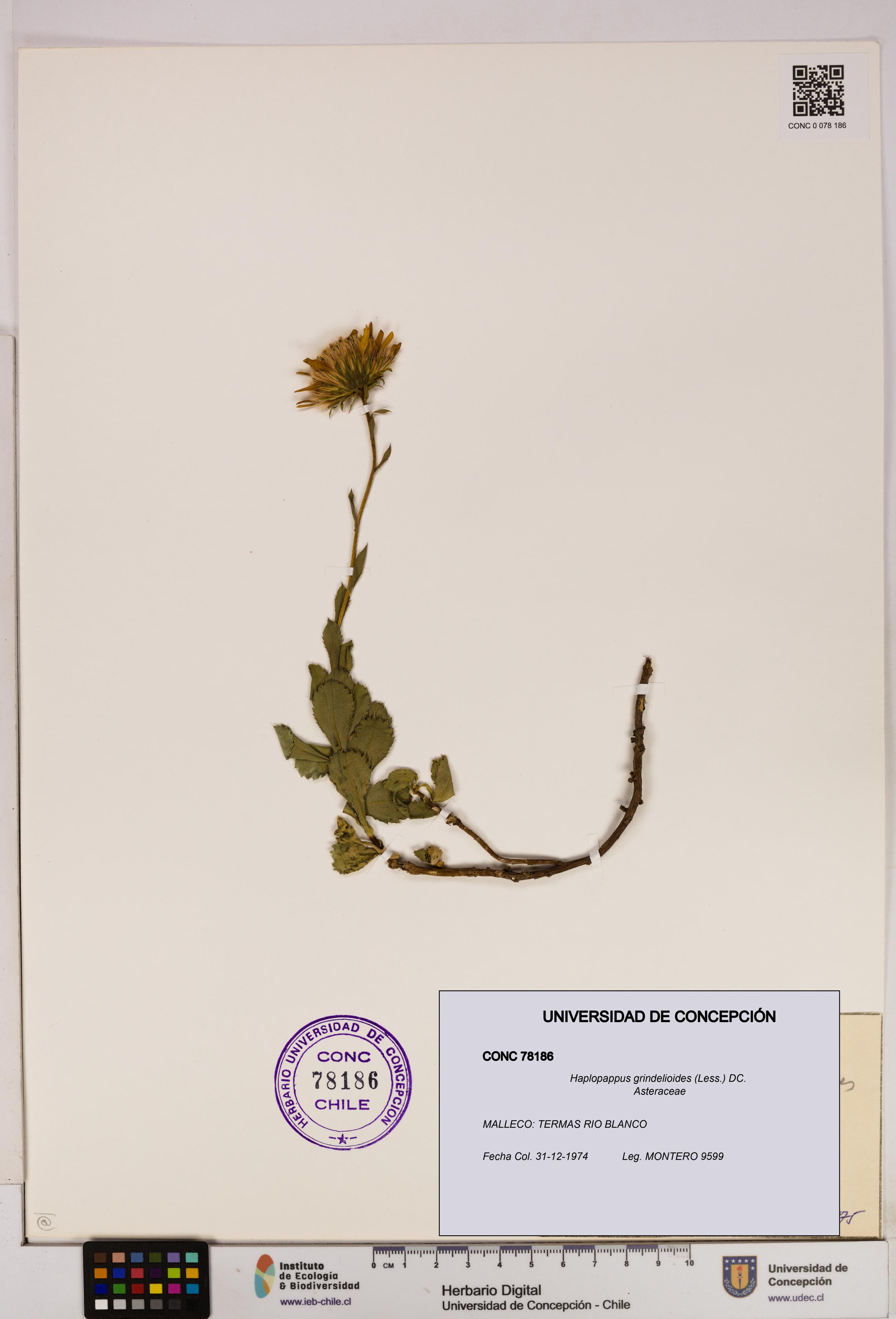 Haplopappus grindelioides [Espécimen: UDEC:CONC:0078186]