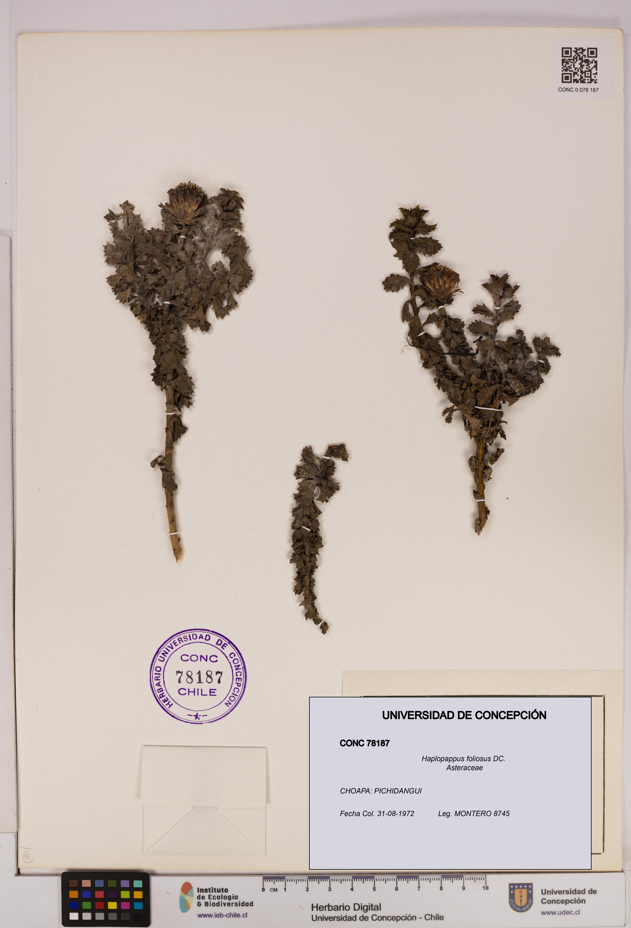 Haplopappus foliosus [Espécimen: UDEC:CONC:0078187]